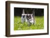 Kittens Exploring Garden Lawn, Germany-Konrad Wothe-Framed Photographic Print