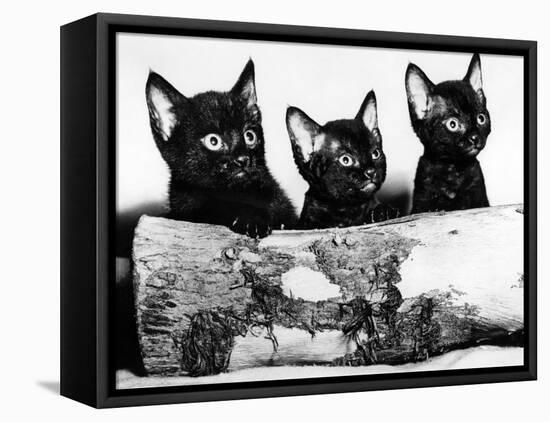 Kittens Hiding Behind Log. November 1965-null-Framed Stretched Canvas