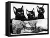 Kittens Hiding Behind Log. November 1965-null-Framed Stretched Canvas