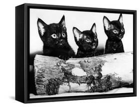 Kittens Hiding Behind Log. November 1965-null-Framed Stretched Canvas