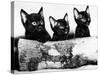 Kittens Hiding Behind Log. November 1965-null-Stretched Canvas