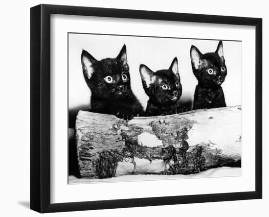 Kittens Hiding Behind Log. November 1965-null-Framed Premium Photographic Print