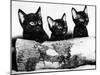 Kittens Hiding Behind Log. November 1965-null-Mounted Premium Photographic Print