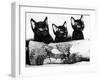 Kittens Hiding Behind Log. November 1965-null-Framed Photographic Print