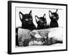 Kittens Hiding Behind Log. November 1965-null-Framed Photographic Print