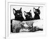 Kittens Hiding Behind Log. November 1965-null-Framed Photographic Print