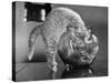 Kittens in a Fish Bowl-null-Stretched Canvas