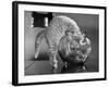 Kittens in a Fish Bowl-null-Framed Photographic Print