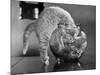 Kittens in a Fish Bowl-null-Mounted Photographic Print