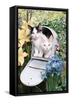 Kittens In A Mailbox-Blueiris-Framed Stretched Canvas