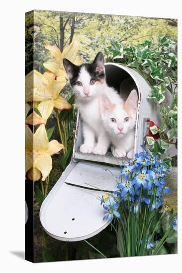 Kittens In A Mailbox-Blueiris-Stretched Canvas