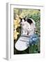 Kittens In A Mailbox-Blueiris-Framed Photographic Print