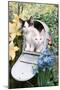 Kittens In A Mailbox-Blueiris-Mounted Photographic Print