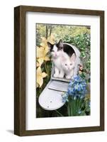 Kittens In A Mailbox-Blueiris-Framed Photographic Print