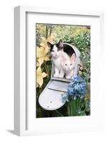 Kittens In A Mailbox-Blueiris-Framed Photographic Print