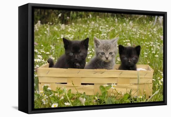 Kittens in Box-null-Framed Stretched Canvas