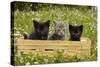 Kittens in Box-null-Stretched Canvas