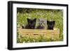 Kittens in Box-null-Framed Photographic Print