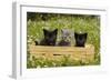 Kittens in Box-null-Framed Photographic Print