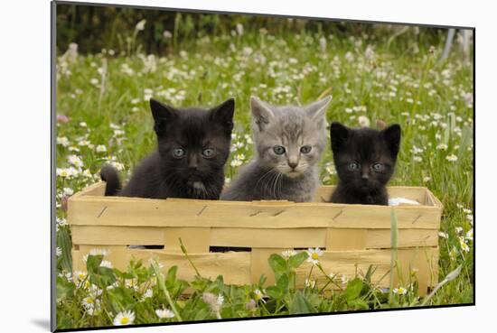 Kittens in Box-null-Mounted Photographic Print