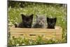 Kittens in Box-null-Mounted Photographic Print