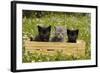 Kittens in Box-null-Framed Photographic Print