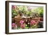 Kittens in Flowerpots with Geraniums-null-Framed Photographic Print