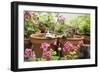 Kittens in Flowerpots with Geraniums-null-Framed Photographic Print