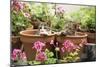 Kittens in Flowerpots with Geraniums-null-Mounted Photographic Print