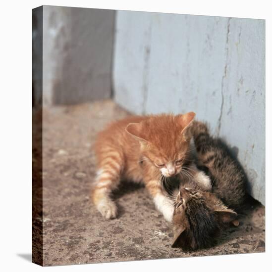 Kittens in Heracleion, Crete-CM Dixon-Stretched Canvas