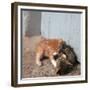 Kittens in Heracleion, Crete-CM Dixon-Framed Premium Photographic Print