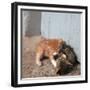 Kittens in Heracleion, Crete-CM Dixon-Framed Premium Photographic Print