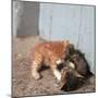 Kittens in Heracleion, Crete-CM Dixon-Mounted Premium Photographic Print