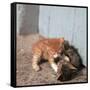 Kittens in Heracleion, Crete-CM Dixon-Framed Stretched Canvas