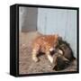 Kittens in Heracleion, Crete-CM Dixon-Framed Stretched Canvas