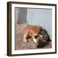 Kittens in Heracleion, Crete-CM Dixon-Framed Photographic Print