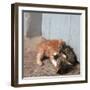 Kittens in Heracleion, Crete-CM Dixon-Framed Photographic Print