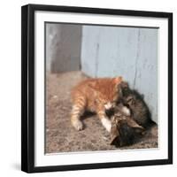 Kittens in Heracleion, Crete-CM Dixon-Framed Photographic Print