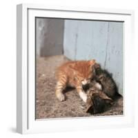 Kittens in Heracleion, Crete-CM Dixon-Framed Photographic Print