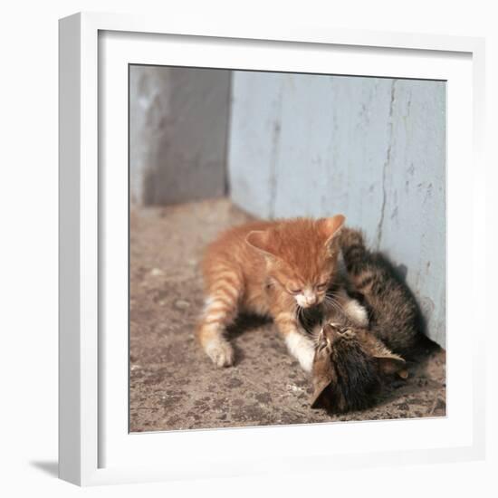 Kittens in Heracleion, Crete-CM Dixon-Framed Photographic Print