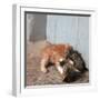 Kittens in Heracleion, Crete-CM Dixon-Framed Photographic Print