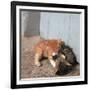 Kittens in Heracleion, Crete-CM Dixon-Framed Photographic Print