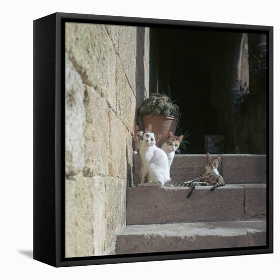 Kittens in Rhodes Old Town-CM Dixon-Framed Stretched Canvas