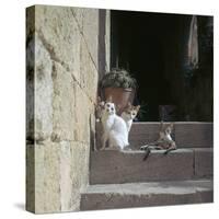 Kittens in Rhodes Old Town-CM Dixon-Stretched Canvas