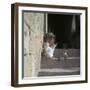 Kittens in Rhodes Old Town-CM Dixon-Framed Photographic Print