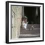 Kittens in Rhodes Old Town-CM Dixon-Framed Photographic Print