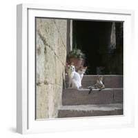 Kittens in Rhodes Old Town-CM Dixon-Framed Photographic Print