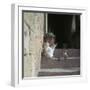Kittens in Rhodes Old Town-CM Dixon-Framed Photographic Print
