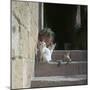 Kittens in Rhodes Old Town-CM Dixon-Mounted Photographic Print