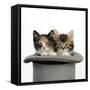 Kittens in Top Hat-null-Framed Stretched Canvas